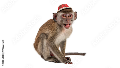 Photography Monkey wearing a red hat sitting and smiling indoors during a bright setting iso