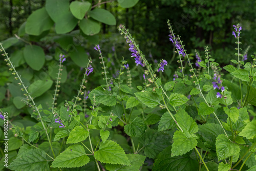 Common skullcap blooms gracefully in a lush environment during the spring season showcasing vibrant purple flowers among green leaves