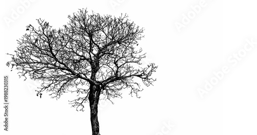 Canvastavla Silhouette of dead tree isolated on white background, minimal spooky composition for Halloween theme, representing death, loneliness and peaceful stillness in abstract artistic concept