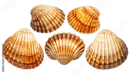 Five assorted sea shells with ribbed textures and varying shades of brown and tan, isolated on a white background