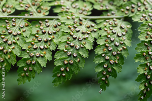 Canvastavla Exploring the unique spore structures on the fronds of Dryopteris filix-mas a pr