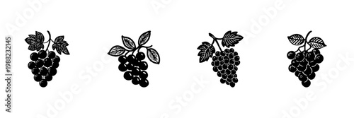 Grape Bunches In Hand Drawn Style Set. Vineyard Harvest, Wine Production, Fruit Agriculture Doodle Sketch Collection. Botanical Illustration. Isolated Vector Illustration