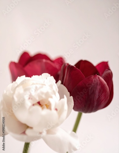 A soft focus close-up of white peony and deep red tulips against a pale background.