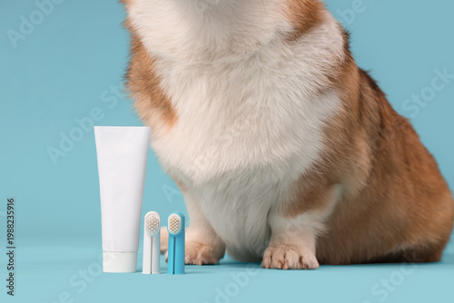 Cute Corgi dog with finger ...