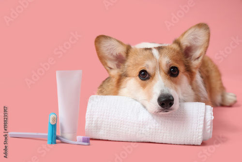 Cute Corgi dog with towel, ...