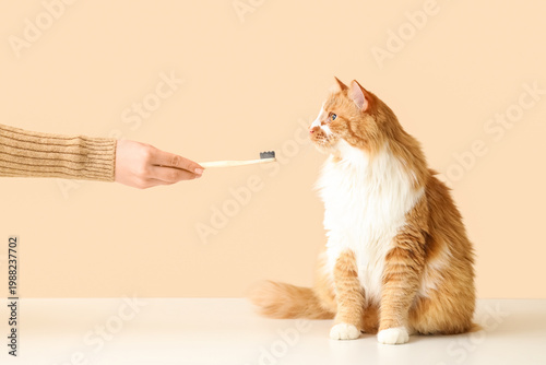 Owner brushing cute cat's t...