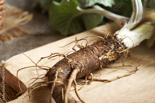 Foto Closeup of fresh whole burdock root on a table