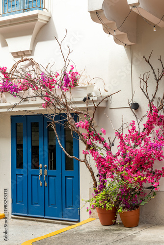White facade in Casco Viejo, Panama city with a bright blue door and cascading pink bougainvillea, showcasing colonial charm and sunlit historic architecture - stock photo