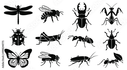 Insects silhouette collection with dragonfly bee butterfly and various beetles on white.