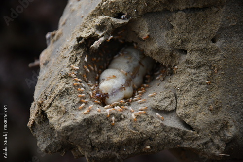 Foto Queen termite with enlarged abdomen macro close-up colony insect