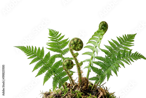 Young fern fronds unfurling from the soil, delicate green spirals.