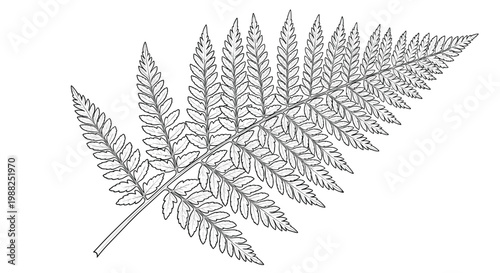 Intricate line art illustration of a single fern frond with detailed leaflets on a plain white background.