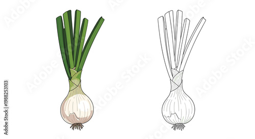 Botanical illustration of a green onion with a white bulb and long green stalks shown in both color and line art.