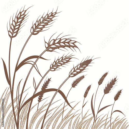 Brown wheat stalks on, isolated wheat ears, vector illustration of wheat