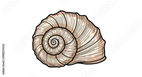 Detailed hand drawn illustration of a spiraling seashell with intricate lines and organic textures in earthy tones.