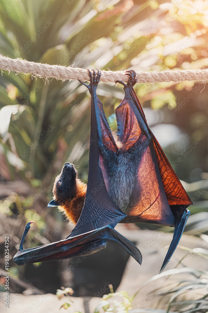 Fototapeta premium Flying fox hanging from a rope with large wings backlit by sunlight. Nocturnal mammal resting during the day