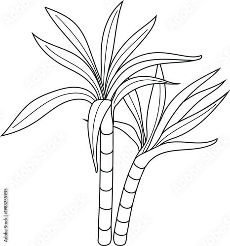 Sugarcane plant outline illustration, minimalist black and white sugar cane stalks with leaves, botanical line art isolated on white