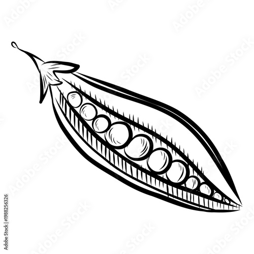 Hand drawn vector illustration of green peas. Black line art on a white background.