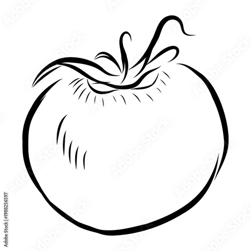 Hand-drawn vector illustration of a tomato. Black line art on a white background.