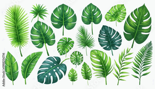 Tropical leaves and botanical foliage vector illustration, isolated on white background.