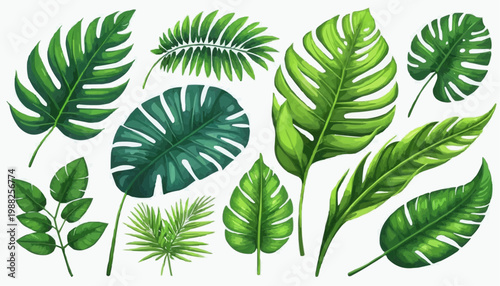 Tropical leaves and botanical foliage vector illustration, isolated on white background.