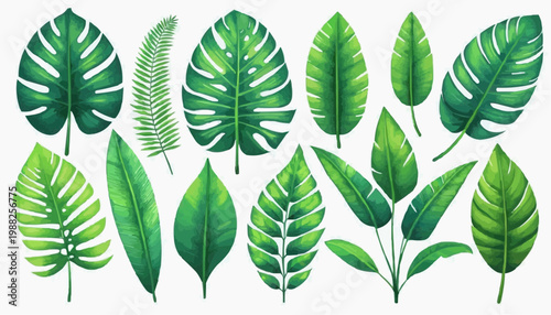 Tropical leaves and botanical foliage vector illustration, isolated on white background.