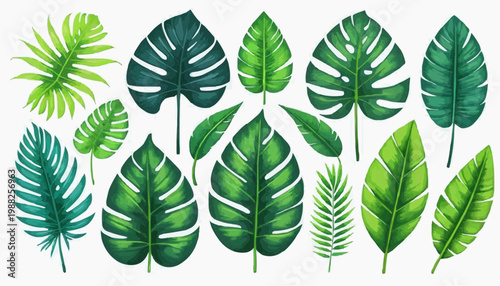 Tropical leaves and botanical foliage vector illustration, isolated on white background.