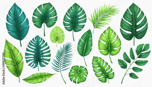 Tropical leaves and botanical foliage vector illustration, isolated on white background.
