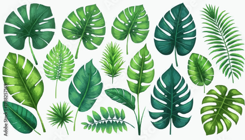 Tropical leaves and botanical foliage vector illustration, isolated on white background.