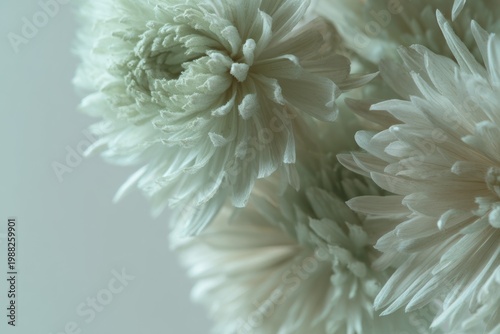 Close-up of pale chrysanthemums with soft petals and subtle colors