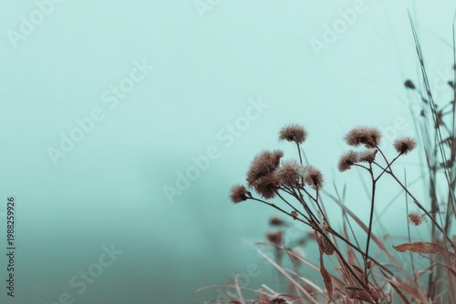 Serene wildflowers in a misty field with soft pastel background