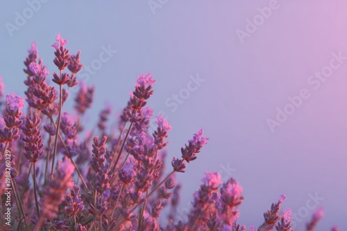 Vibrant lavender blooms against soothing pink and blue gradient sky