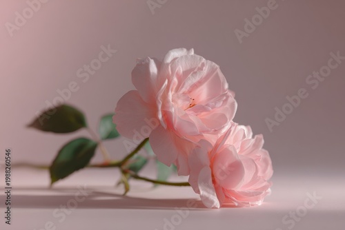 Delicate pink roses on soft background with subtle lighting