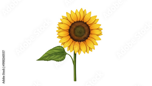 Vibrant sunflower, bright yellow petals, green stem, single flower, floral icon isolated on Transparent Background