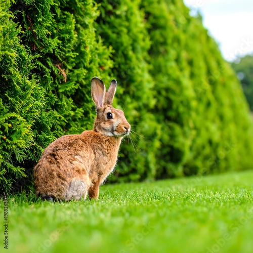 Rabbit in a garden