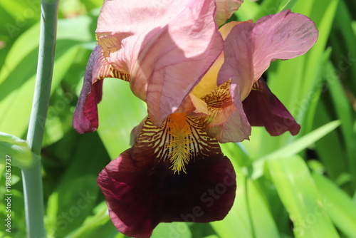 日本の春の庭に咲く赤褐色のジャーマンアイリスの花