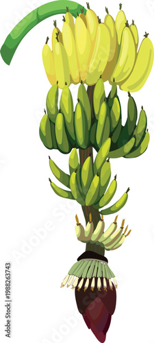Banana bunch growth and ripening stages: from purple flower blossom to green and ripe yellow fruits, botanical illustration isolated on white