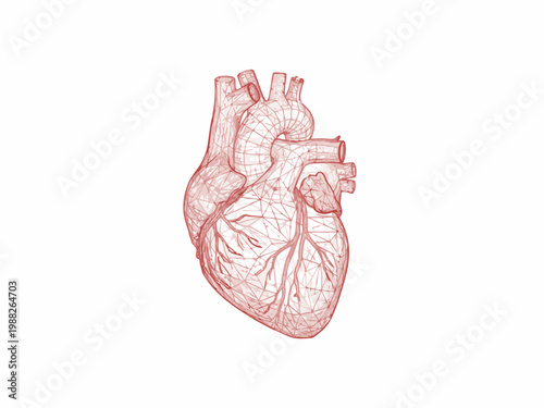 Human Heart Wireframe Anatomical Model on White Background
