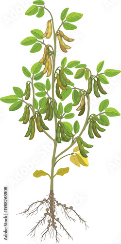Mature soybean plant with pods and root system, glycine max with nitrogen-fixing nodules, botanical illustration of soy plant isolated on white