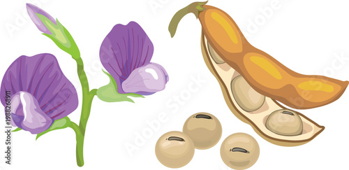 Soybean botanical set: purple soy flowers, open pod with beans and dry seeds, glycine max isolated on white background