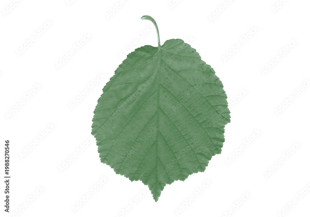 Fototapeta premium Fresh Green Tree Leaf Transparent Background Detailed Nature Plant Element