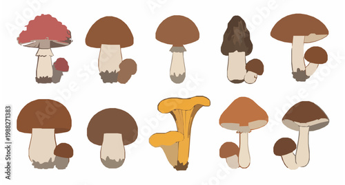 Cute forest mushrooms vector collection boletus chanterelles and cartoon fungi isolated on white