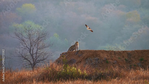 Canvas Print A Leopard sitting on a mound in the forests of India