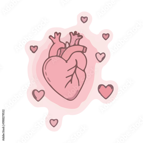 Anatomical Pink Heart Illustration with Small Floating Hearts
