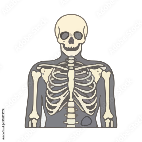 Human skeleton torso illustration with skull and ribs