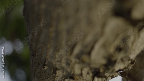 Tree Bark Shedding Growing Trunk Natural Process, A video of tree bark shedding on growing trunk, old layers peeling off to reveal fresh, perfect for nature renewal film or growth documentary.