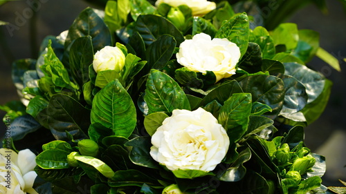 Gardenia with white flowers