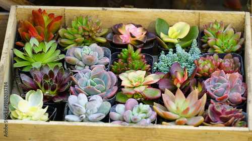 Succulents displayed in the store