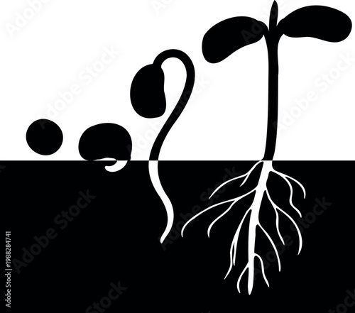 Soybean seed germination stages silhouette, plant life cycle from seed to seedling with roots underground and sprout above, minimalist vector illustration