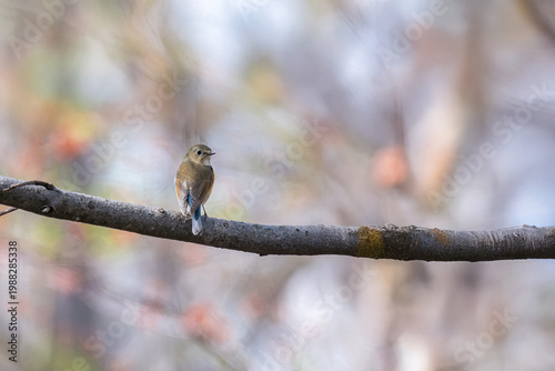 春のルリビタキ